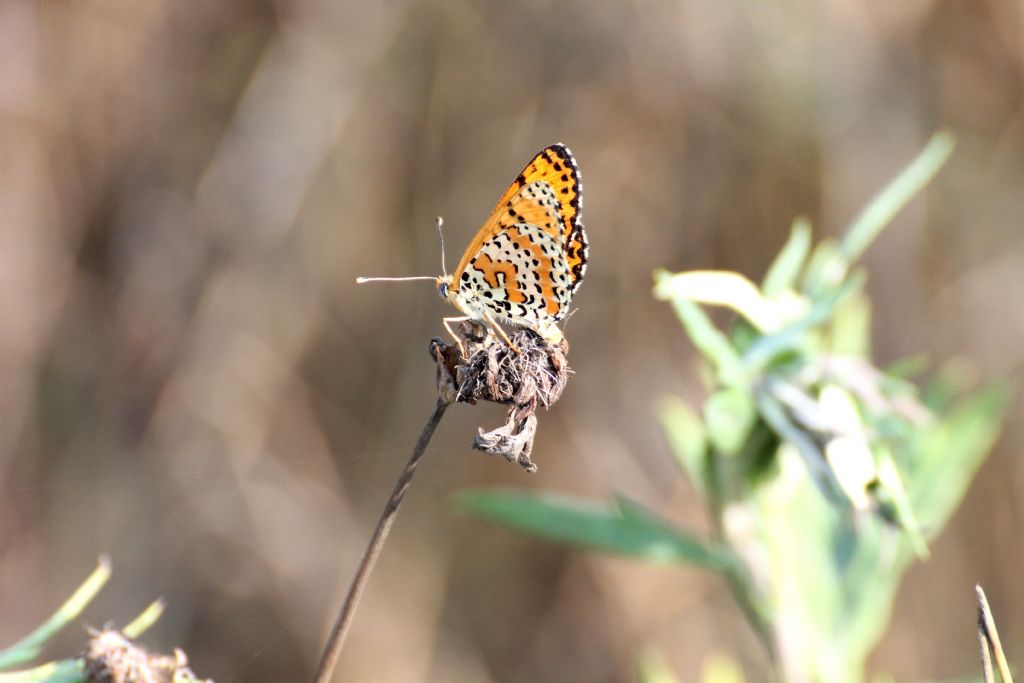 Tutte Melitaea didyma? S